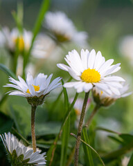 Viele schöne kleine, weiße Blüten auf einer Wiese!