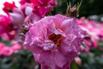 雨上がりの薔薇