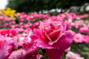 雨上がりの薔薇