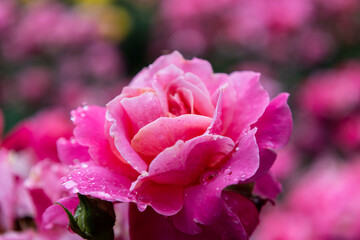 雨上がりの薔薇