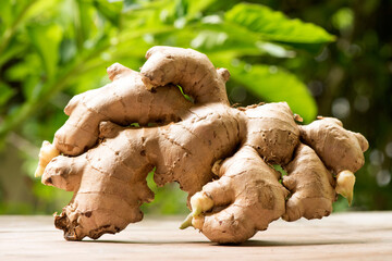 Ginger rhizome on nature background.