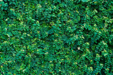 Ivy green wall surface for decoration design. Natural background texture. Spring Summer Floral banner. Interior vertical garden. nature leaf green for backdrop design and die-cut for artwork.