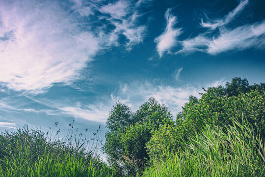 Saftig grünes Gras in Wald und Wiesen bei tollem Sommer Wetter und traumgaften, blauen Himmel. Schilfrohr Aufnahme am Wasser mit schönem Wolkenband im Sommerloch als friedliches Jenseits Foto.