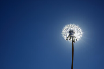 A white fluffy dandelion on blue sky. A round head of a summer plant. The concept of freedom, dreams of the future