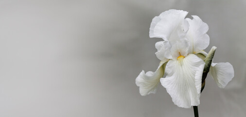 Fototapeta na wymiar white iris flower