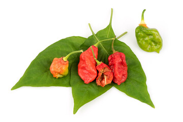 Bhut Jolokia or Ghost Pepper, Chilli fruits isolated on white background.