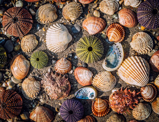 collection of colorful sea urchins and various shells under direct sunlight on wet sand beach, natural pattern background