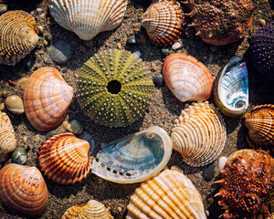collection of colorful sea urchins and various shells under direct sunlight on wet sand beach, natural pattern background