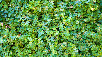 Fototapeta premium 壁一面を覆う小さな葉っぱの蔦の植物。グラフィック素材