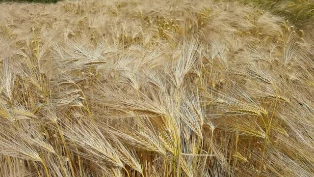 wheat, sky, ear, field, yellow, wheat, nature, ripe, sky, summer, landscape, gold, crop, cereal, cloud, agriculture, farm, grain, blue, sun, bread, plant, growth, 
harvest, rural, food, background, ea