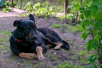 The black dog lies in the shade of the garden.