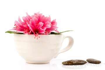 Pink hibiscus flowers isolated on white background.