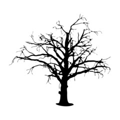 dead Tree silhouette on white background