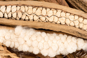 Ceiba pentandra or white silk cotton isolated on white background.