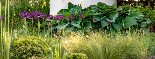 Purple blooming bulbs of decorative garlic in a garden bed. A beautiful garden composition