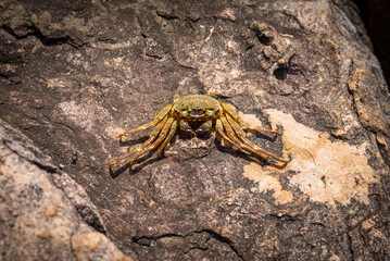 A wild crab on Pointe Ste Marie, Praslin island, Seychelles.