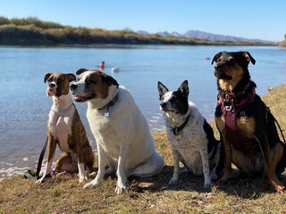 Dogs at the Beach