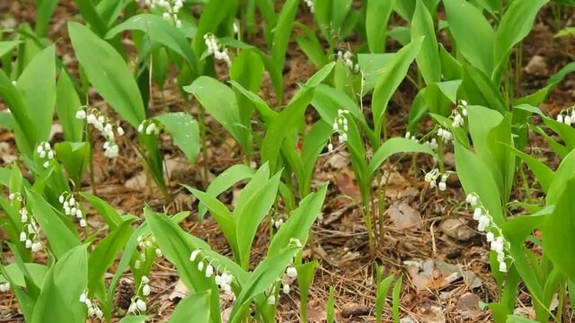 Lilies of the valley in the forest.
Freshness, tenderness and beauty in forest lilies of the valley.
