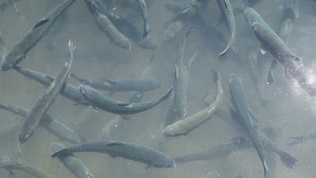 Rainbow trout splashing in the water at a fish farm, close-up
