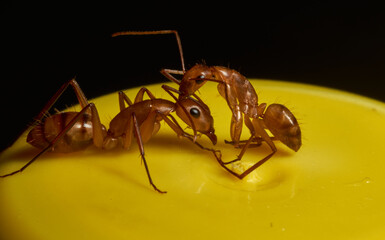 Ants Macro