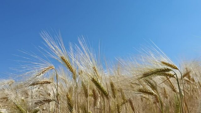 wheat, sky, ear, field, yellow, wheat, nature, ripe, sky, summer, landscape, gold, crop, cereal, cloud, agriculture, farm, grain, blue, sun, bread, plant, growth, 
harvest, rural, food, background, ea