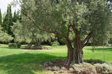 Olive trees