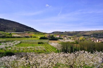 Le massif central en pommiers fleuris de fleurs blanches, département de l'Ardèche en région Auvergne-Rhône-Alpes, France
