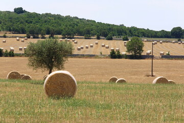 Campo agricolo con balle di fieno