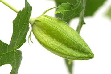 Abelmosk fruits and green leaves isolated on white background.