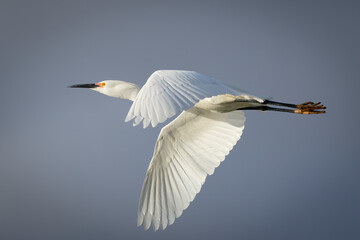 Flying Egret