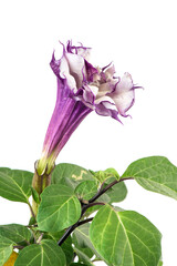 Datura stramonium flower and green leaves isolated on white background.