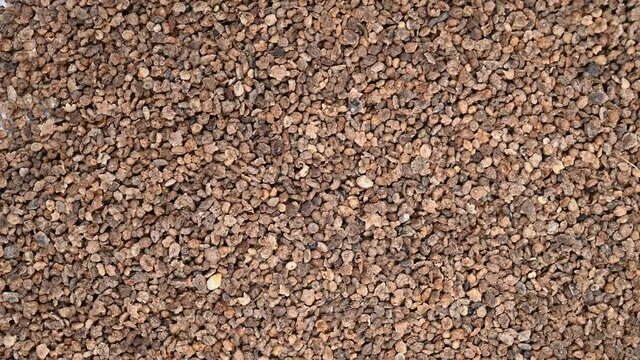 top view herb DiFuZi or Kochiae Fructus or Belvedere Fruit rotating