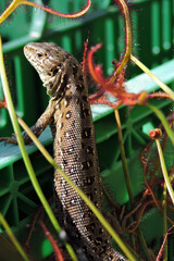 A portrait of a wild sand lizard basking in the Sun between forked sundew leaves inside a plastic...
