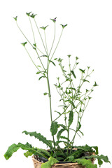 Elephantopus scaber flowers and tree isolated on white background.