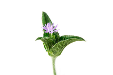 Elephantopus scaber flowers and tree isolated on white background.