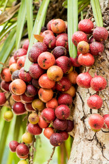 Red cluster fig or ficus racemosa fruits on tree and on nature background.