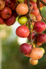 Red cluster fig or ficus racemosa fruits on tree and on nature background.