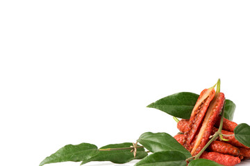 Gymnema inodorum fruits and green leaves isolated on white background.