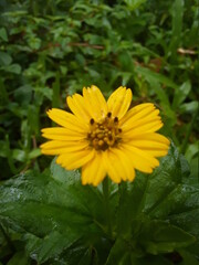 Yellow flower in green background