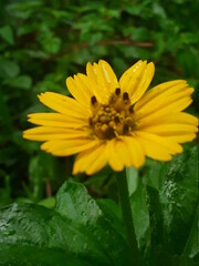 Half blur image of an  wild yellow flower