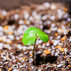 新芽　綿花　【グリーン社会 イメージ】
