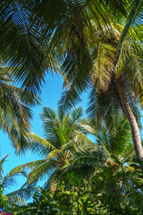 Fototapeta na wymiar Lush green palm trees with blue sky in the background on a tropical exotic island on a sunny bright day.