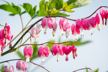 Dicentra - Bleeding Heart Flowers in garden on blue sky