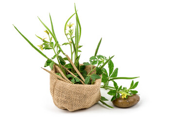 Cleome viscosa tree isolated on white background.