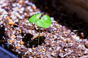 新芽　綿花　【グリーン社会 イメージ】