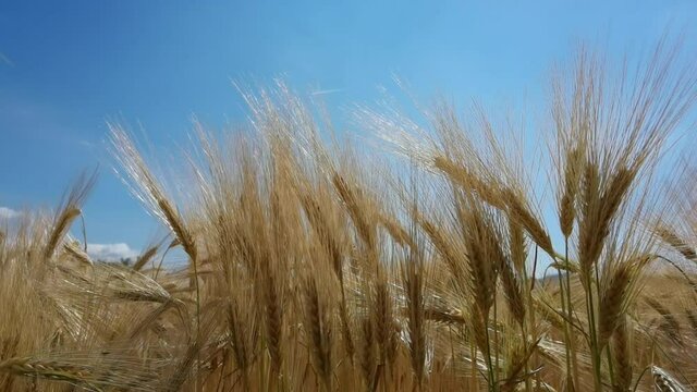 wheat, sky, ear, field, yellow, wheat, nature, ripe, sky, summer, landscape, gold, crop, cereal, cloud, agriculture, farm, grain, blue, sun, bread, plant, growth, 
harvest, rural, food, background, ea