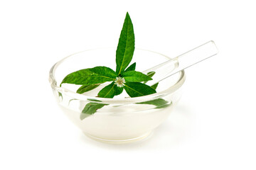 False daisy or Eclipta prostrata flower and green leaves isolated on white background.