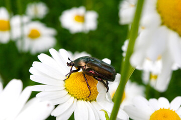 Obraz premium Cetonia beetle feeding on meadow daisy pollen
