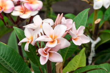 Plumeria flowers on tree and on nature background.
