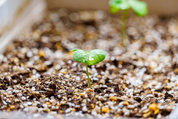 new born leaf of cotton